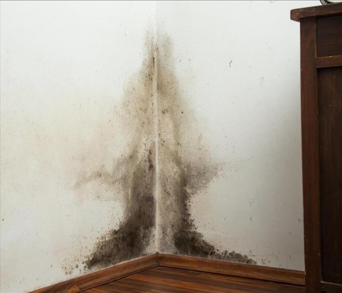 Mold infestation in the corner of a room.